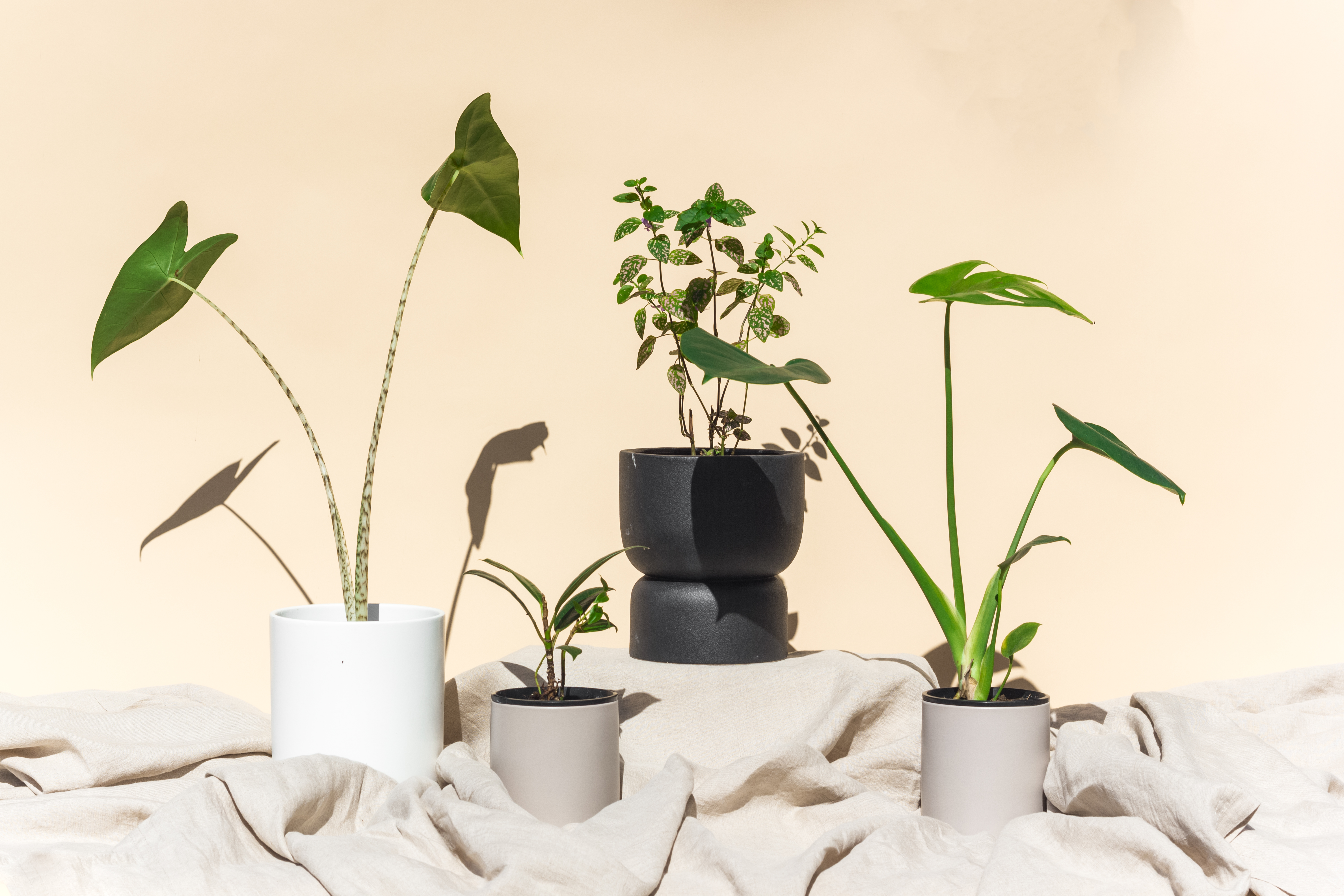 A group of potted plants

Description automatically generated with medium confidence